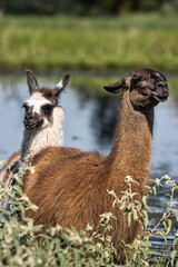 Llamas in Texas