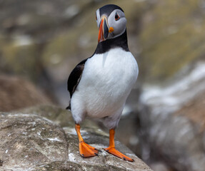 Fototapeta premium Puffins in Farne Islands, Northumberland