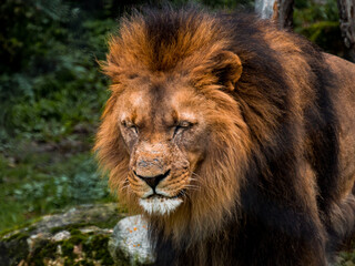 Naklejka na ściany i meble A lion looks around while standing in a zoo