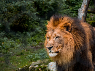 A lion looks around while standing in a zoo