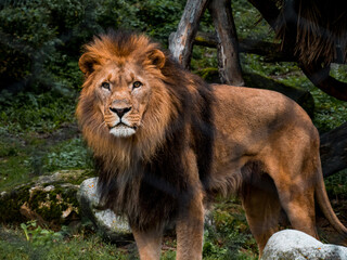 A lion looks around while standing in a zoo