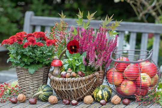 Herbst-Arrangement mit rotem Stiefmütterchen, Heidekraut und Chrysantheme im Korb und Äpfeln