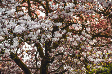 Beautiful Light Pink Magnolia Tree with Blooming Flowers during Springtime in English Garden, UK. Spring floral background