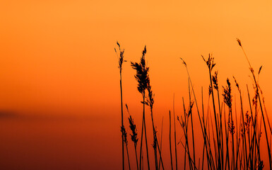 reeds at sunset