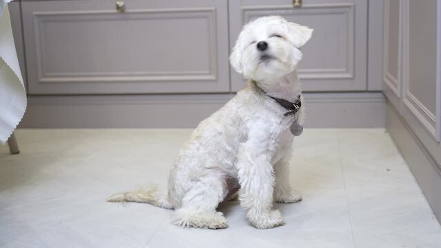 Cute maltese lapdog dog asks for food and whines. Obedient Chinese crested dog sits on the floor in the kitchen and looks up pitifully at the owner