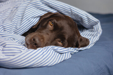 Labrador retriever dog is lying in bed under a blanket and sleeping or resting. animals are like people, a chocolate labrador sleeps with its owner in bed. Love for pets. depression and sleep