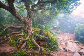A landscape of a dramatic tree with exposed roots at the Craggy Gardens Pinnacle trail in North Carolina in fantasy colors.