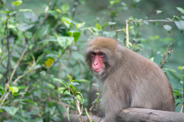 Japanese monkey resting with green leaves in the background