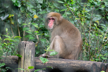 Japanese monkey resting with green leaves in the background