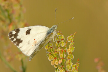 Bielinek rukiewnik (Pontia edusa)