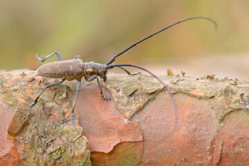 Chrząszcz - kózkowaty