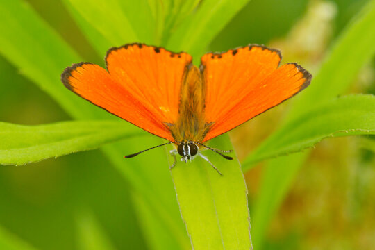 Czerwończyk dukacik (Lycaena virgaureae)
