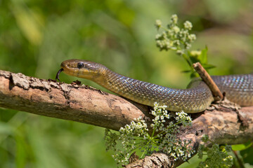 Wąż Eskulapa (Zamenis longissimus)