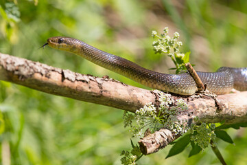 Wąż Eskulapa (Zamenis longissimus)