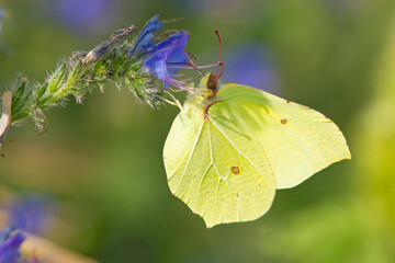 Latolistek cytrynek (Gonepteryx rhamni)