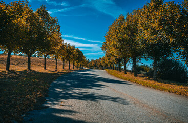 Estrada no outono