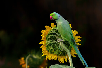 Sunflower and Rose Ringed Parakeet
