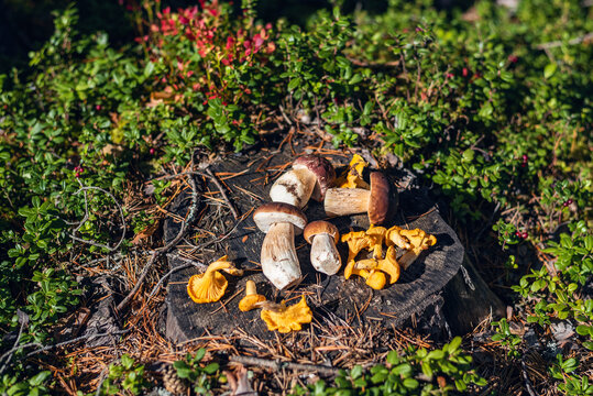 Fresh picked porcini mushrooms(Boletus pinophilus) and chanterelle mushrooms (Cantharellus cibarius) on the stump in the forest.