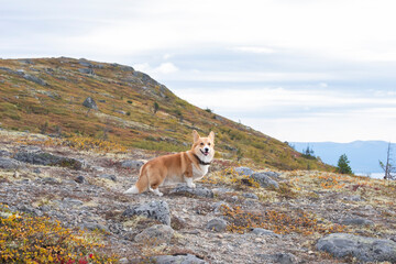 red haired beautiful corgi dog in autumn in the mountains