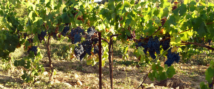 ripe grape grapes on the vine stocks photographed just before the harvest