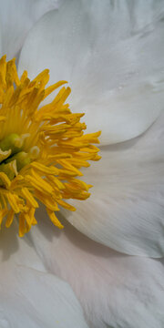 White flower with a large yellow core. Tenderness, freshness, natural purity. Light aroma of spring, summer.