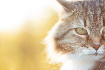 portrait of a beautiful siberian cat in nature