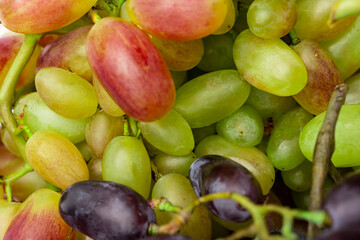 Ripe juicy grapes. different grape varieties. Bunch of grapes background
