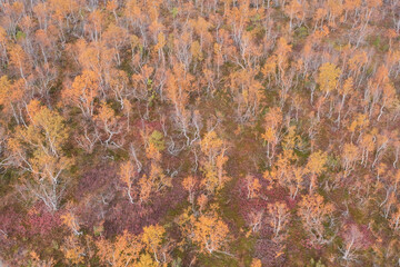 background autumn beautiful northern dwarf birches, top view
