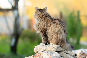 Naklejka na ściany i meble beautiful cat sitting on stones in the yard on nature