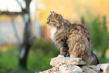 Naklejka na ściany i meble beautiful cat sitting on stones in the yard on nature