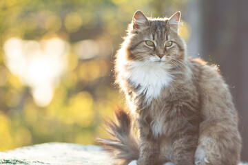 portrait of a beautiful siberian cat in nature