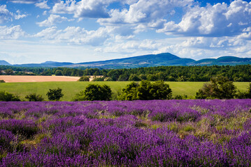 Naklejka na ściany i meble Lavender field near the Ventoux mount