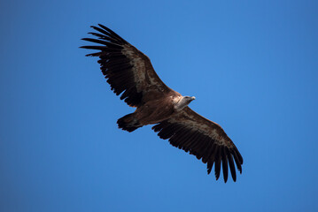 Vulture flying seen from beneath