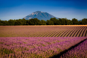 Fototapeta na wymiar Lavender, mountains and trees at sunset over Valensole plateau