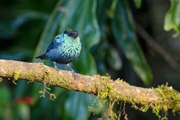 Black- Capped Tanager (Stilpnia heinei). Male perched on a mossy branch
