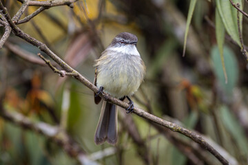 White-throated tyrannulet (Mecocerculus leucophrys). Little bird perched on a branch in the forest