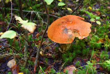 Close-up of a boletus. Mushroom with a red cap in a fabulous autumn forest. Edible mushrooms.