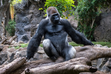 Gorilla in Loro Parque Zoo, in Tenerife. Canary Islands