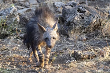 Crédence de cuisine en verre imprimé Hyène Brown Hyena