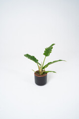 Philodendron with large leaves in a gray pot on a white background