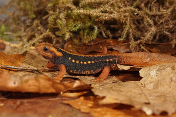 Closeup on a juvenile endangered, colorful orange Asian Mandarine newt , Tylototriton shanjing