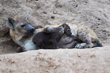 Fototapeta premium Hyena Daycare