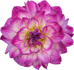 Fully opened pink flower