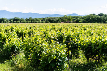 Fototapeta na wymiar Field with vines located in the Thracian valley. Skobelevo, Bulgaria
