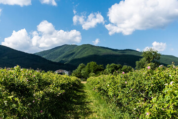 Rosa Damascena or Damask rose. Field with pink bulgarian roses located in the Thracian Rose valley. Tea rose rosebushes. Bulgaria.