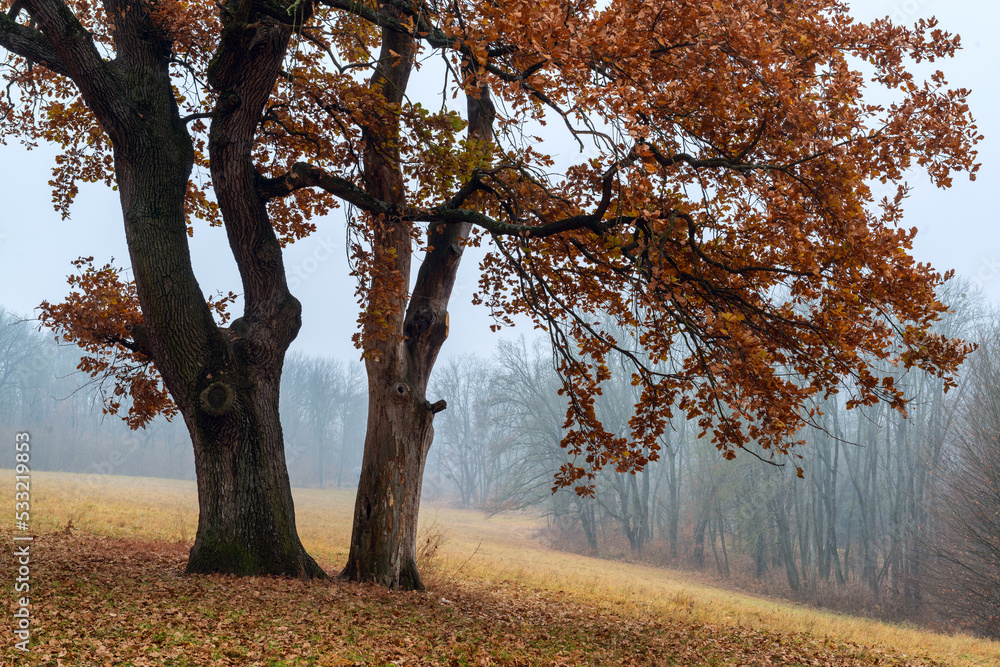 Poster old oak tree on the foggy lane