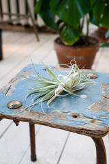 Tillandsia plant on a blue vintage chair