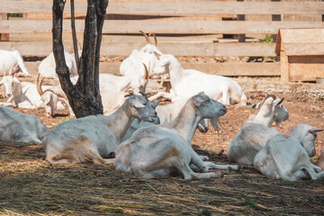 Goat herd on the farm.