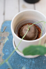 Stephania erecta plant close-up leaves in a ceramic pot