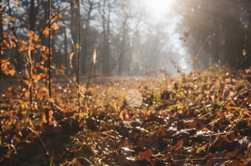 Fallen autumn leaves with sun flare